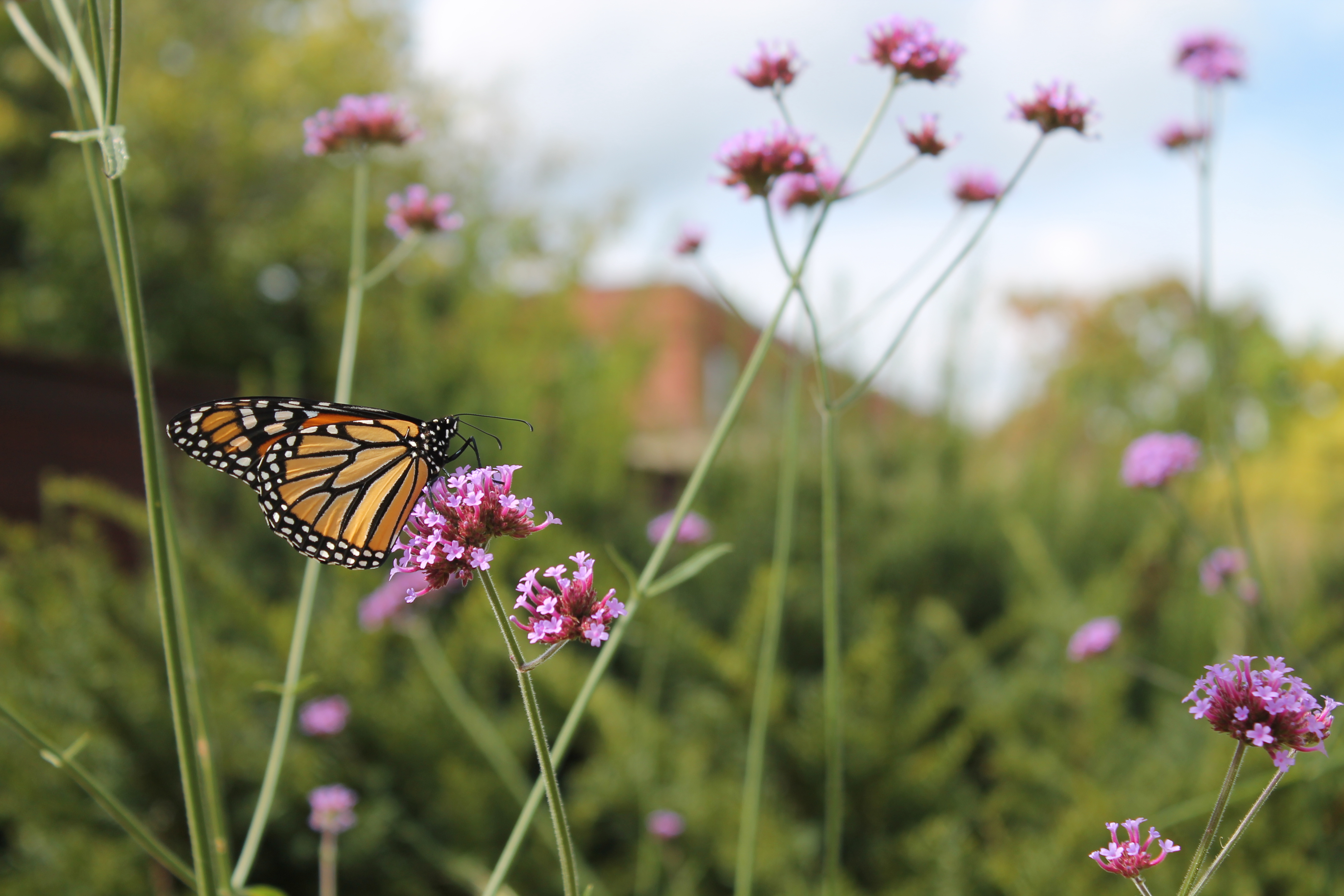 butterfly on flower